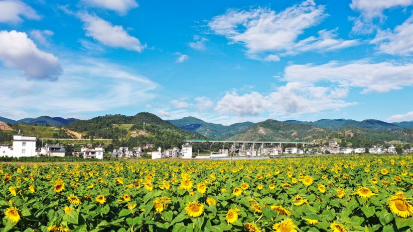 Sunflower fields in full bloom radiate warmth and charm in Dali, SW China's Yunnan