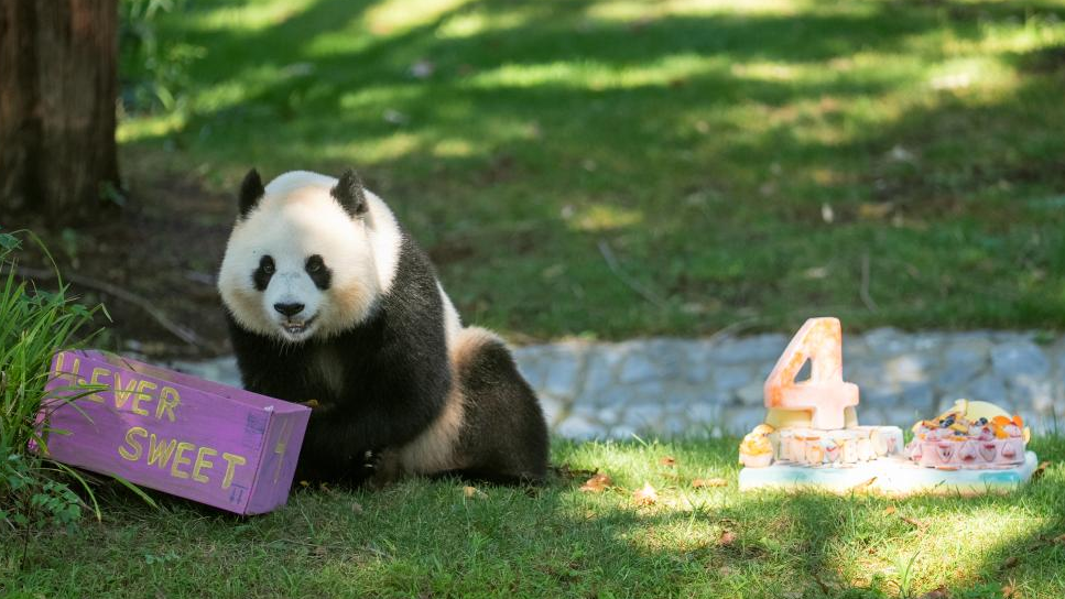 Giant panda Qing Bao celebrates 4th birthday at Washington zoo