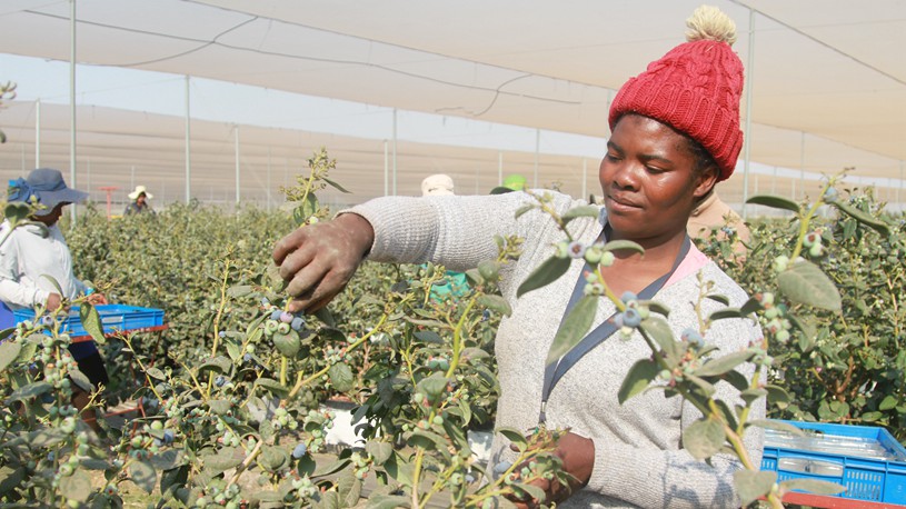 Zimbabwean blueberry farmers set sights on China's lucrative market