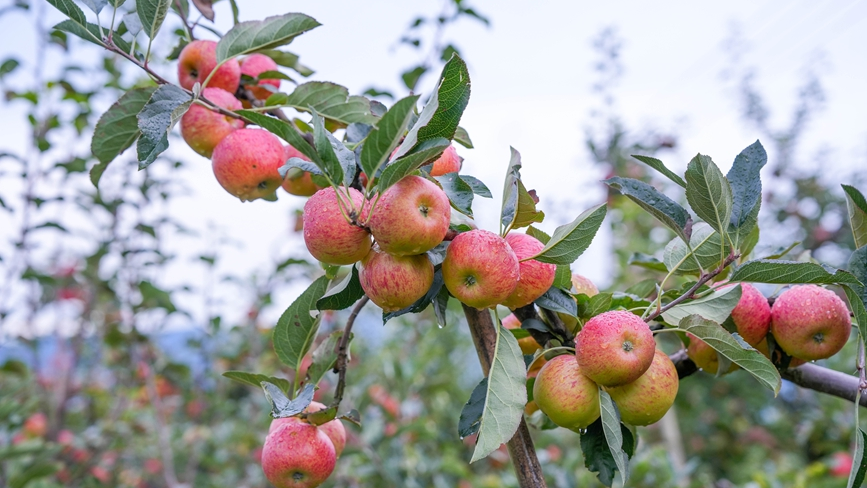 Apples bring prosperity to villagers in SW China's Yunnan