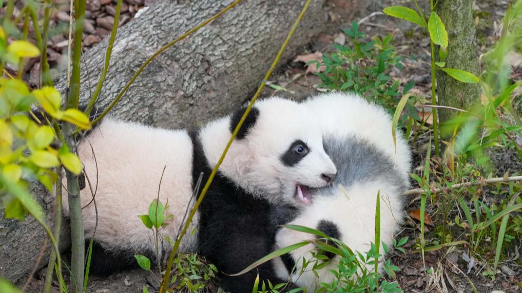 A glimpse of giant pandas at Sichuan bases