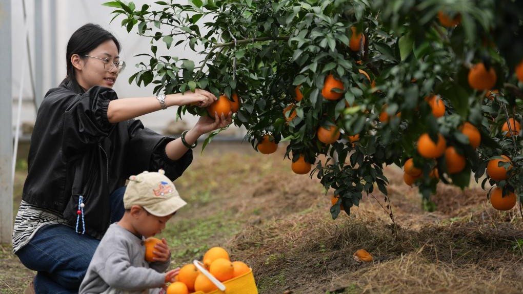 Citrus fruits enter harvest season in China's Zhejiang