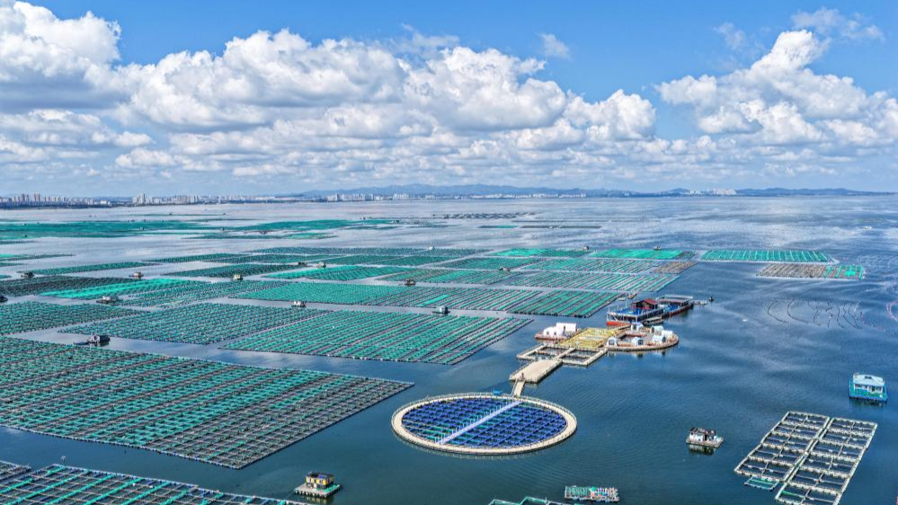 Marine fishery economy thrives in China's Shandong
