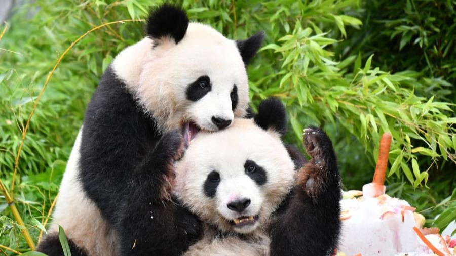 Pandas breathe warmth into Berlin's daily rhythm