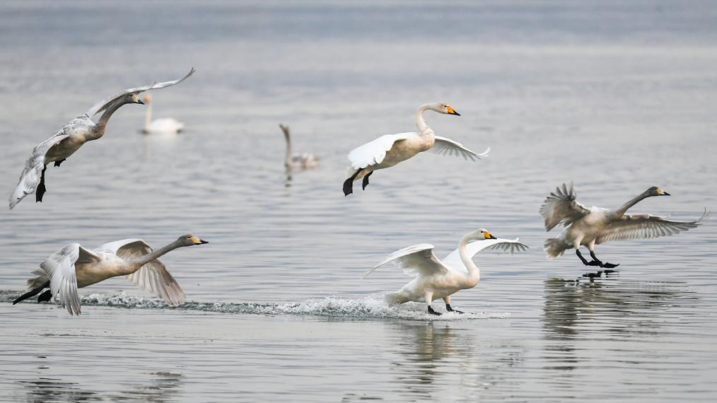 Glossy ibis seen at S China's Haiwei National Wetland Park again