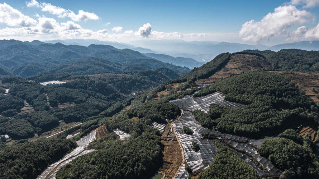 Baoshan City promotes standardized and large-scale planting of wasabi in SW China