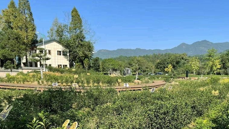 Tea industry exceeds 15 billion yuan in Wuyishan, SE China's Fujian