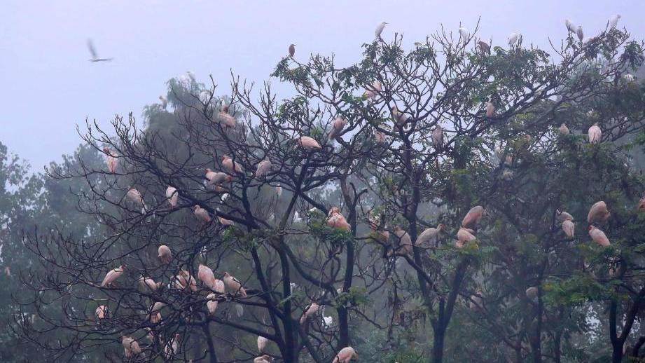 'Home of Crested Ibis' leverages ecological resources for sustainable prosperity