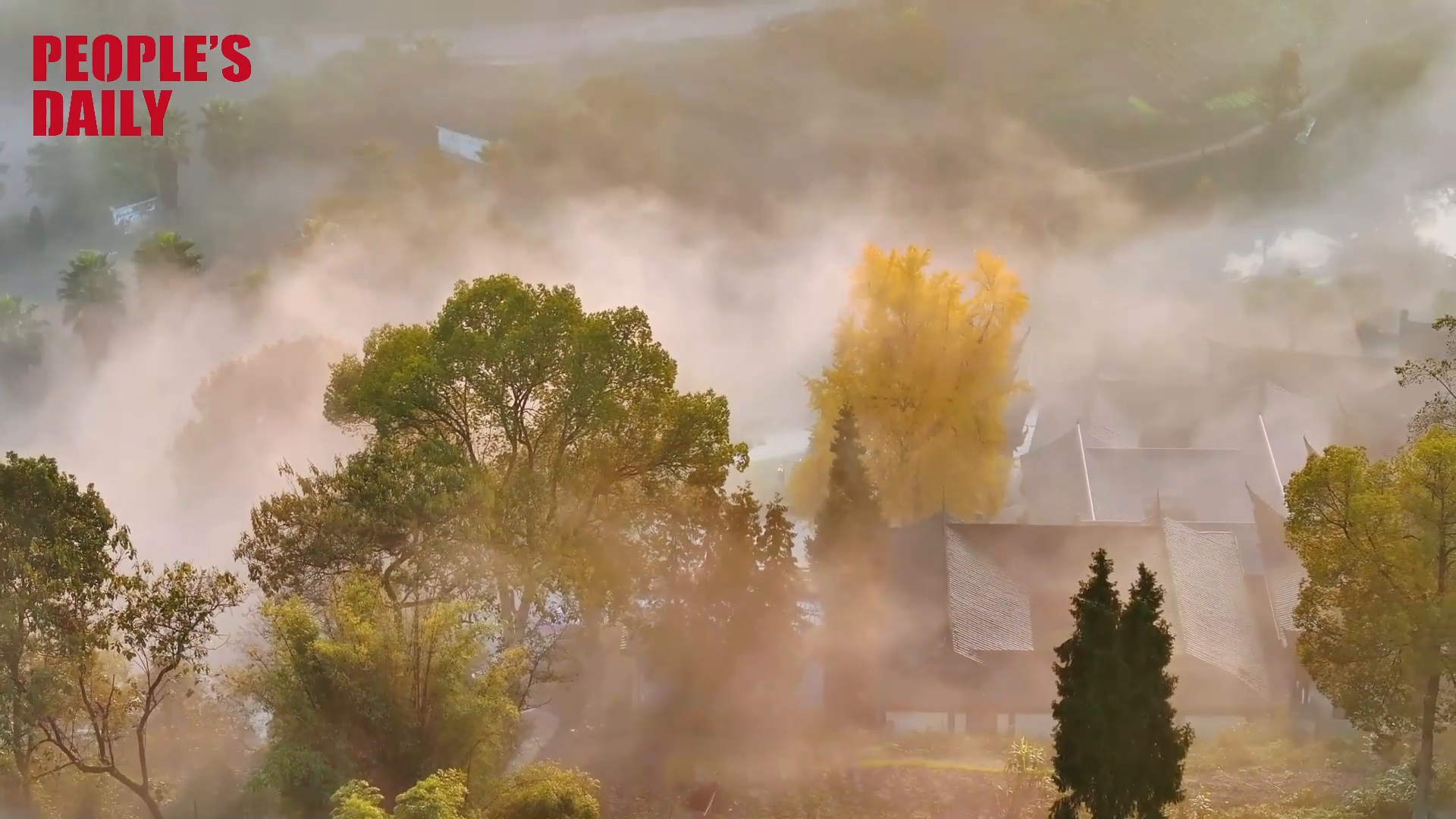 Stunning scenery of a 1,000-year-old ginkgo tree in Chongqing