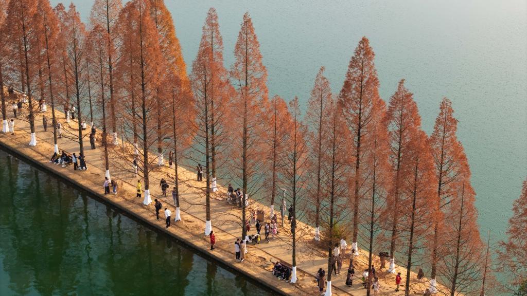 People enjoy metasequoia tree leaves in Changsha, China's Hunan