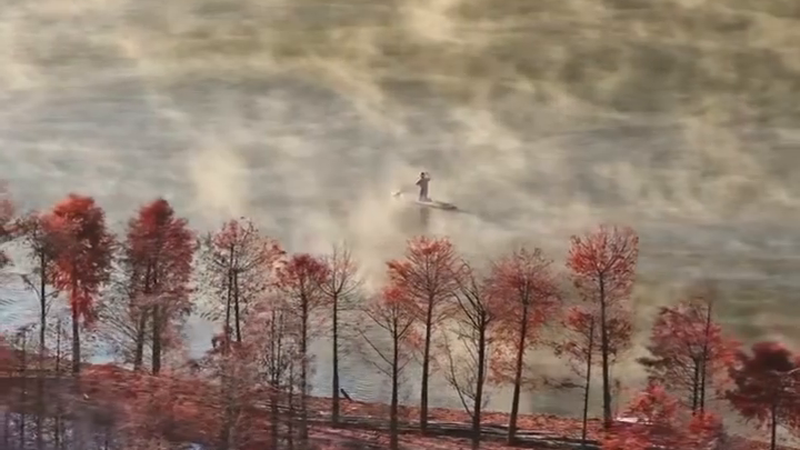 Crimson splendor: the bald cypress forests of southern Anhui