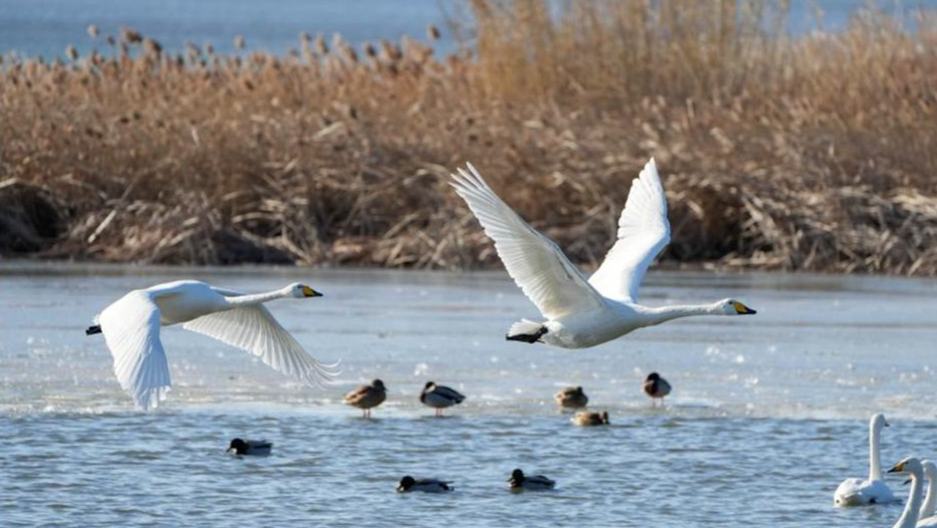 Over 6,000 migratory whooper swans flock to E China's Rongcheng to spend winter