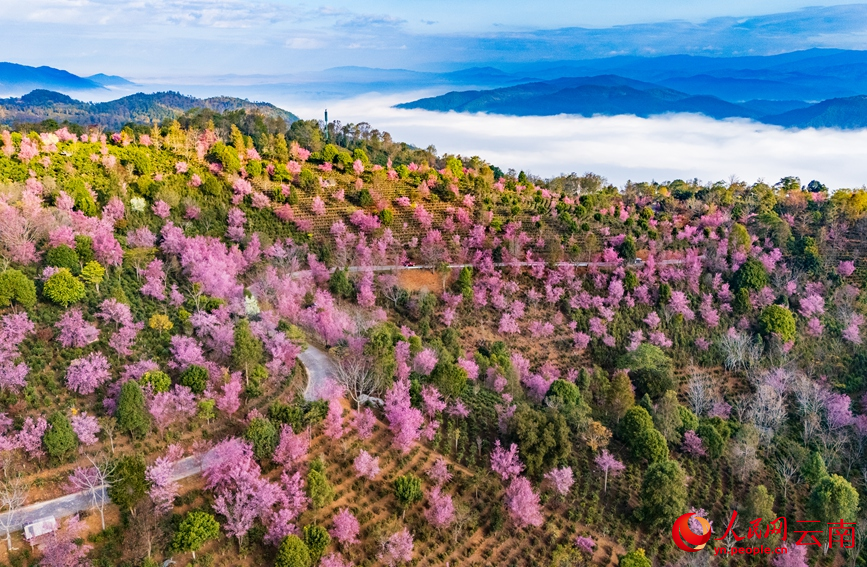 Winter cherry blossoms grace UNESCO site in SW China's Yunnan