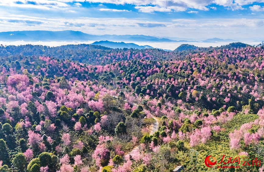 Winter cherry blossoms grace UNESCO site in SW China's Yunnan