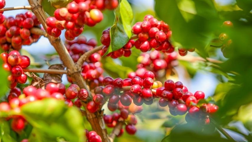 Farmers busy harvesting coffee cherries in SW China's Yunnan