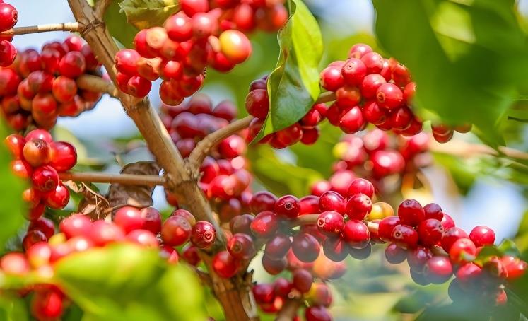 Farmers busy harvesting coffee cherries in SW China's Yunnan