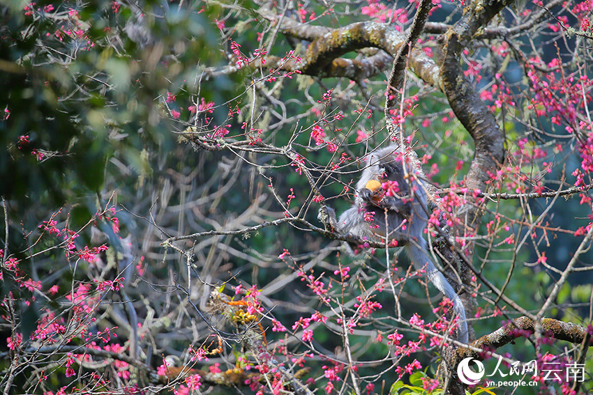 Over 100 rare monkeys feast on winter cherry blossoms in SW China's Yunnan