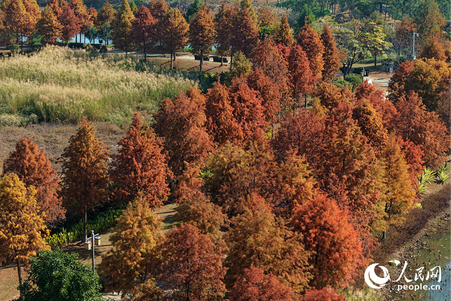Vibrant bald cypresses brighten winter in Xiamen, SE China's Fujian