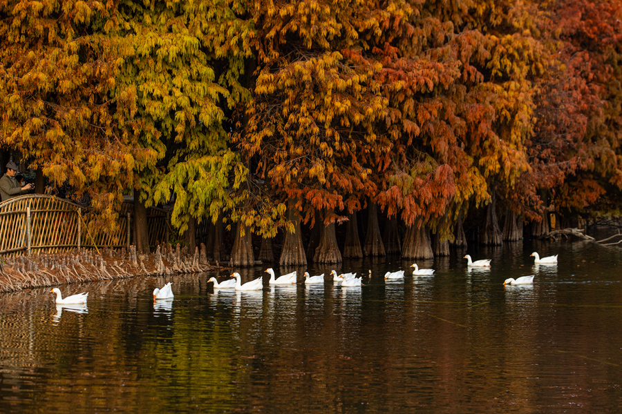 Vibrant bald cypresses brighten winter in Xiamen, SE China's Fujian