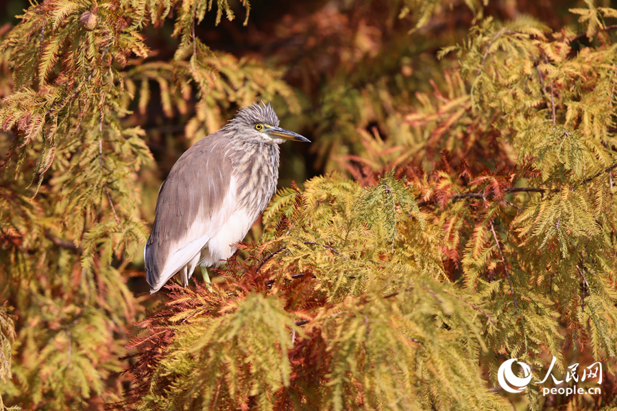Vibrant bald cypresses brighten winter in Xiamen, SE China's Fujian
