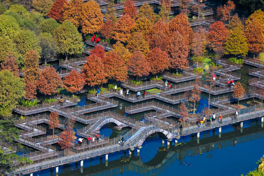 Vibrant bald cypresses brighten winter in Xiamen, SE China's Fujian