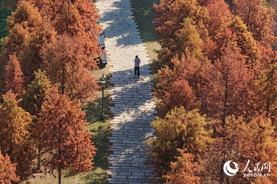 Vibrant bald cypresses brighten winter in Xiamen, SE China's Fujian