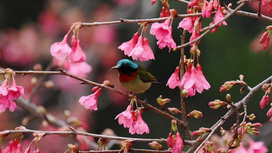 Early cherry blossoms attract birds as spring approaches in Xiamen, SE China's Fujian Province