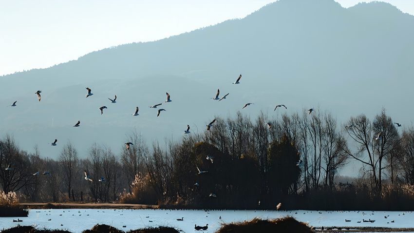 Lashihai wetland park: A vital haven for migratory birds in SW China's Yunnan
