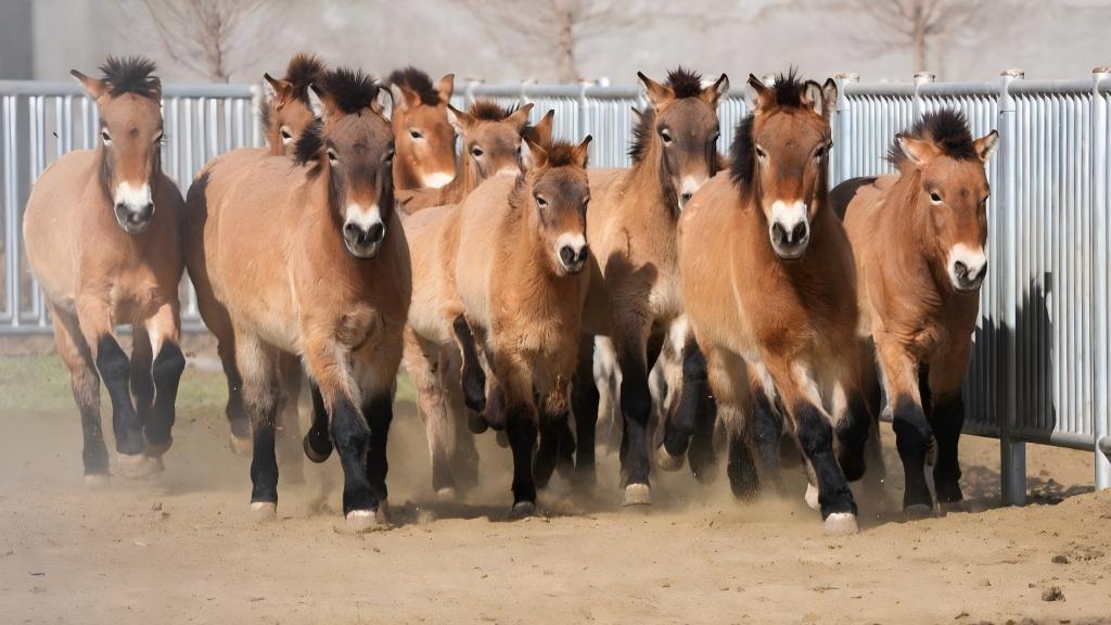 Protection efforts boost population of endangered Przewalski's horses in NW China's Gansu