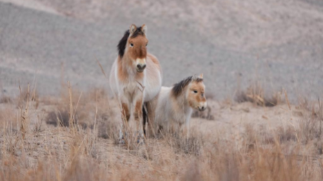 Guardians help endangered Przewalski's horses thrive in NW China's Gansu