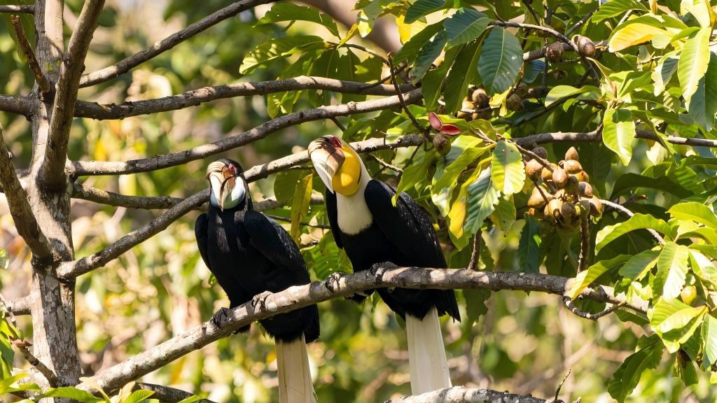 Pic story of Hornbill Patrol Team in China's Yunnan