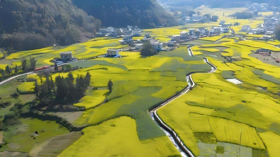 Scenery of rapeseed flower fields in China