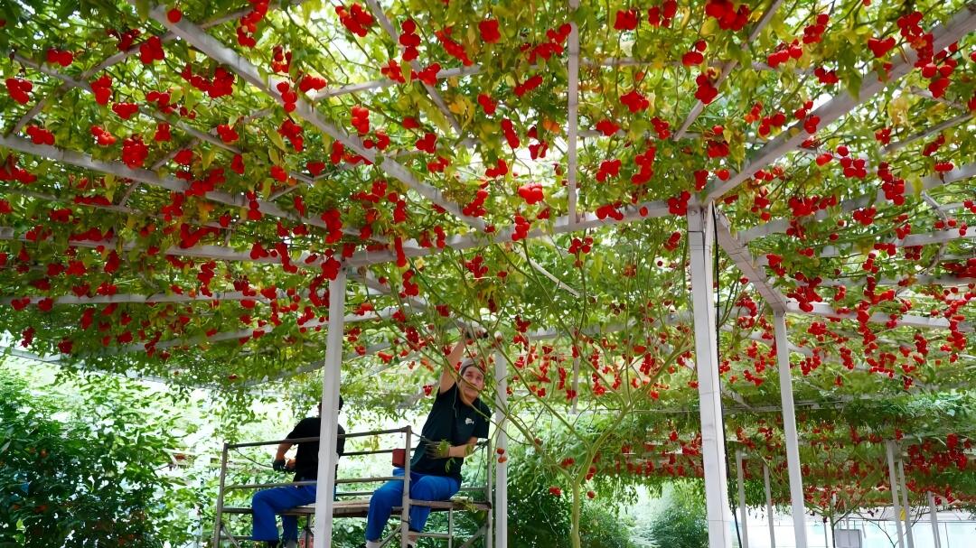 China's vegetable capital embraces smart farming, eyes global markets