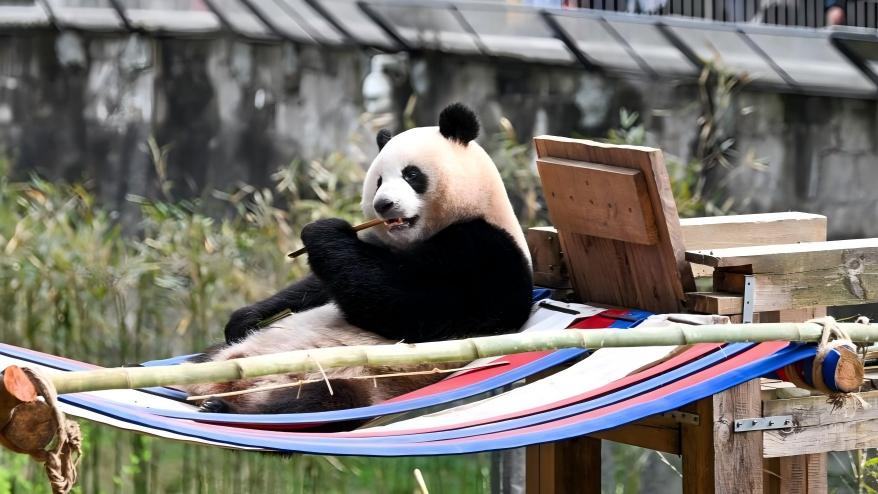 Giant pandas attract tourists at Chongqing Zoo