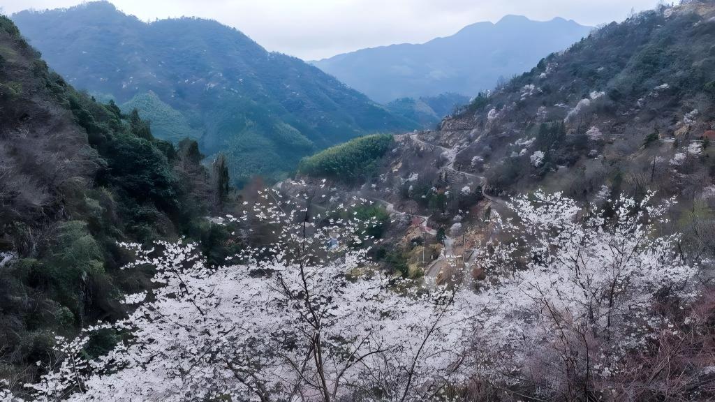 Wild cherry flowers in full bloom attract tourists in E China
