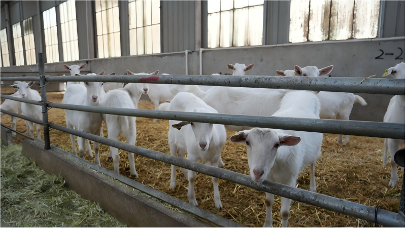 Goat industry brings prosperity to county in NW China
