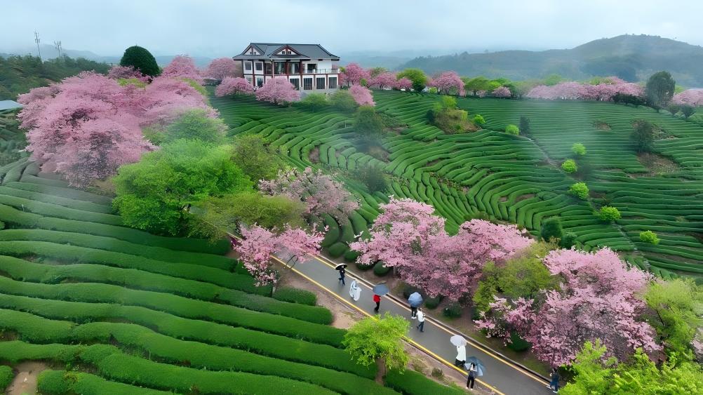 China's Fujian develops diverse cherry blossom system to fuel "spring economy"