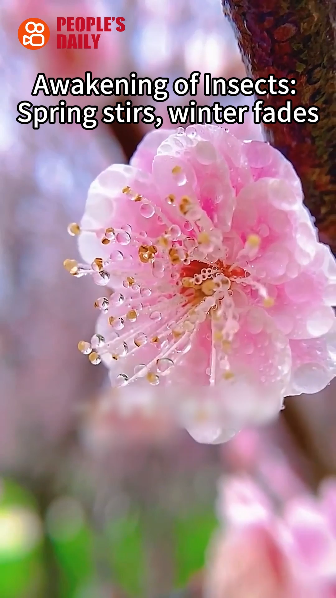 Trending in China | Awakening of Insects: Spring stirs, winter fades