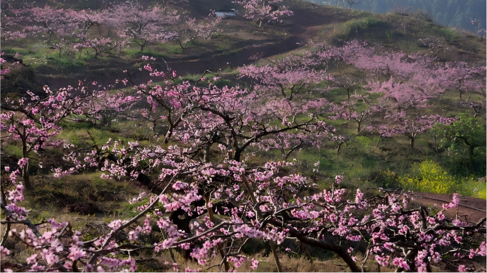 View of peach blossoms in Chengdu, China's Sichuan