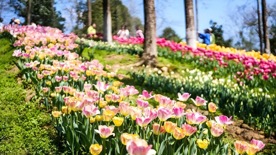 Tourists view tulips at park in Longli County, China's Guizhou