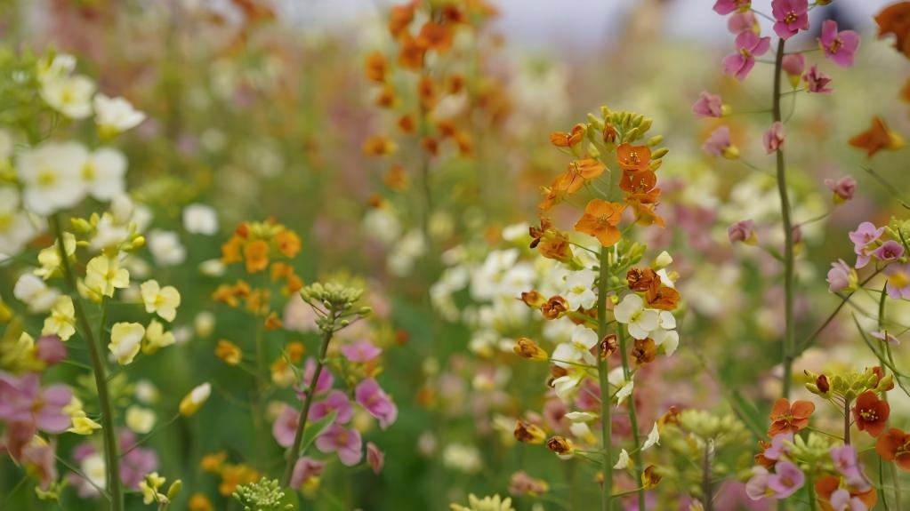 Multi-colored rapeseed flowers attract tourists in Nanchang, China's Jiangxi
