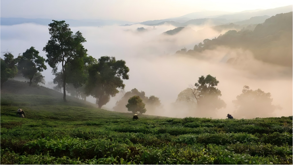 Farmers busy picking tea leaves in China
