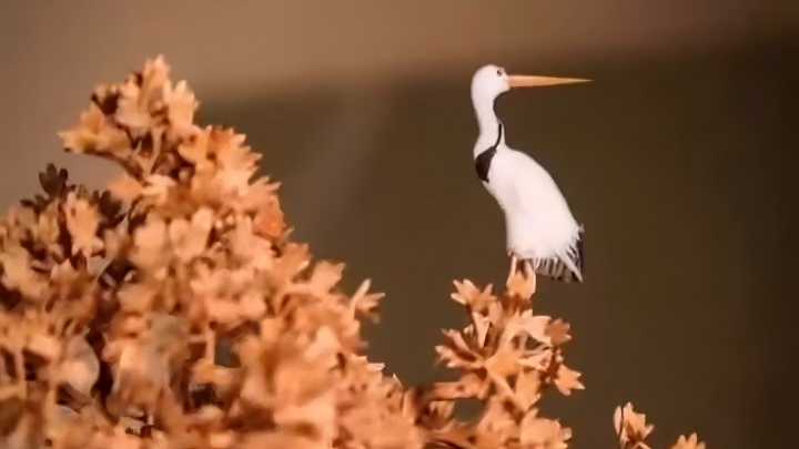 Trending in China | Fuzhou cork painting