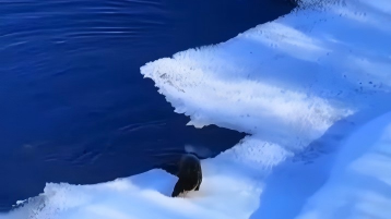 Wild baby otter spotted in Ergune Wetland