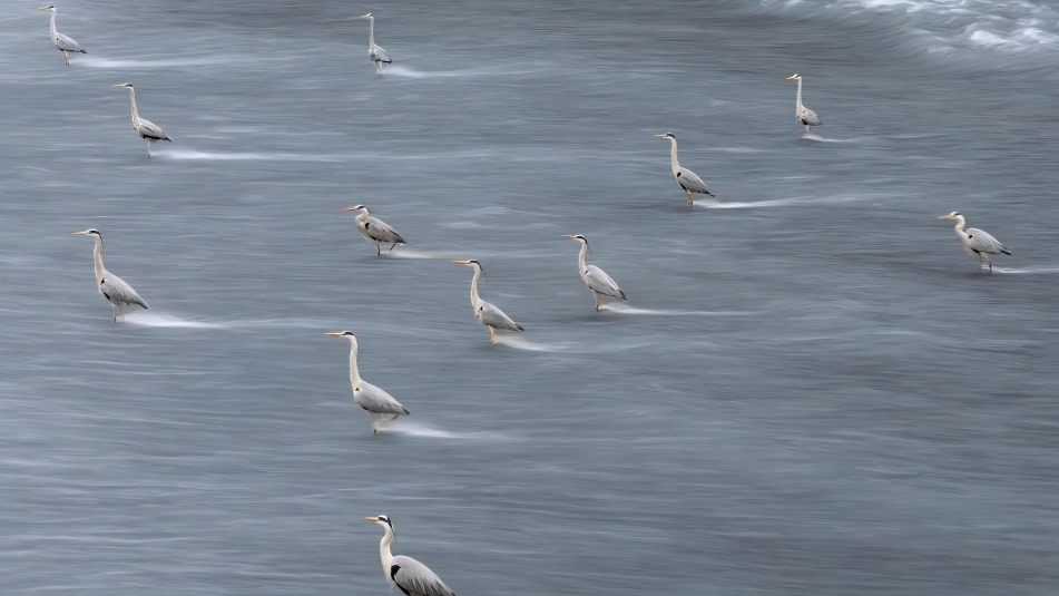 Large number of herons seen in Jinjiang River in Chengdu, Sichuan