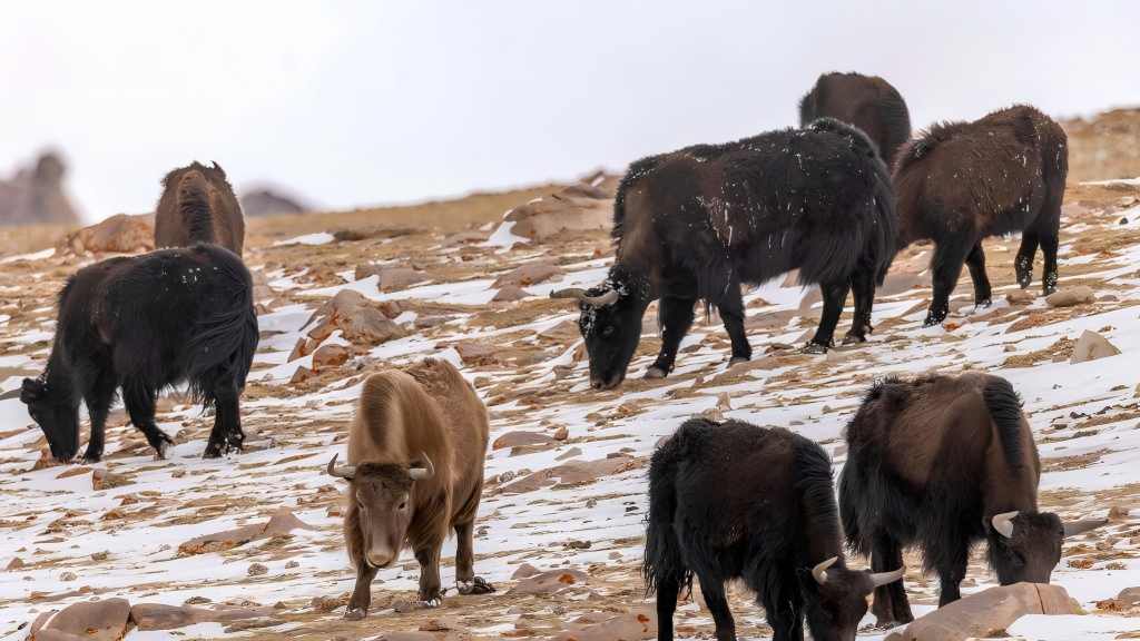 World Day for Glaciers: Wild yaks at Zangser Kangri Glacier in China's Xizang