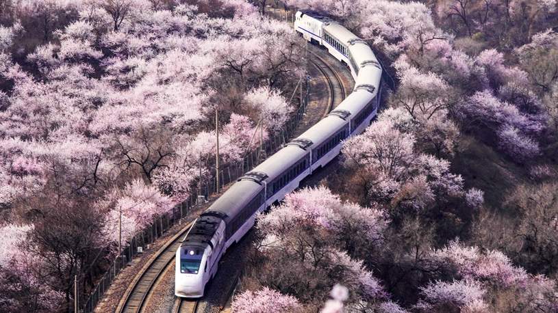 View of spring flowers across China