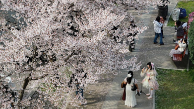 Spring scenery in Xi'an, China's Shaanxi