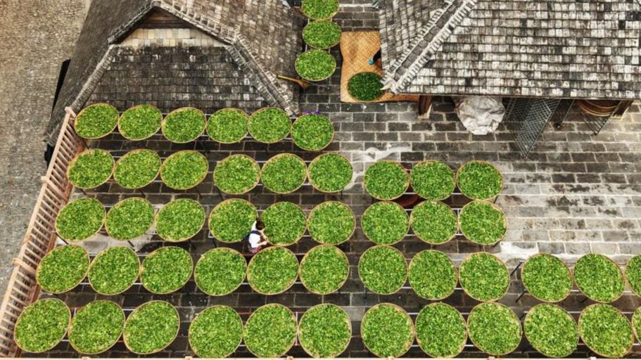 Spring tea picking season begins at area of Jingmai Mountain, China's Yunnan