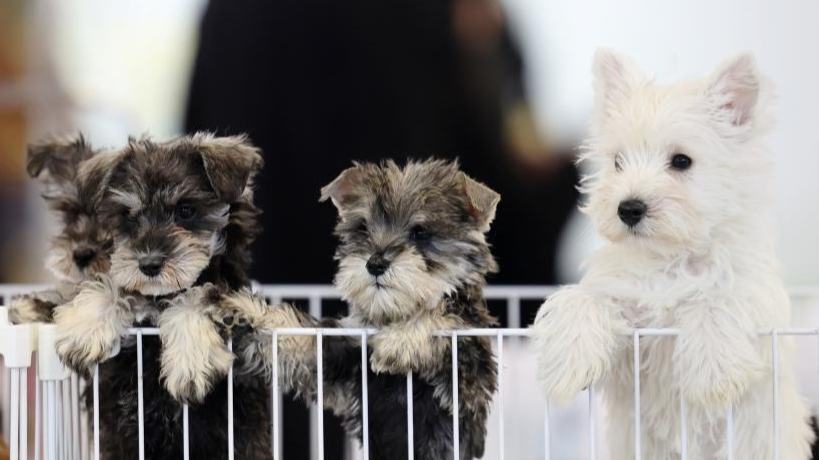 Pet expo kicks off in Lanzhou, China's Gansu